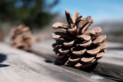 Close-up of pine cone on table