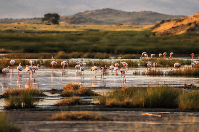 Birds in lake