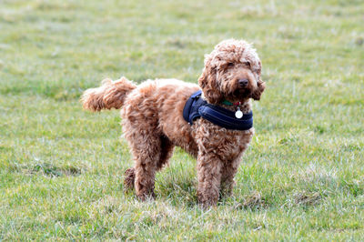 Dog on field