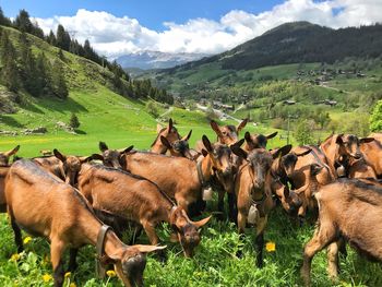 Goats in a valley field