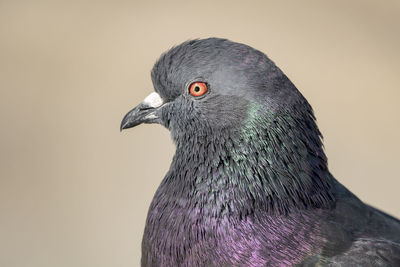 Close-up of pigeon outdoors