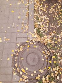 Close-up of autumn leaves