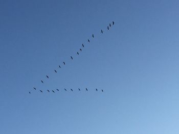 Low angle view of birds flying in sky