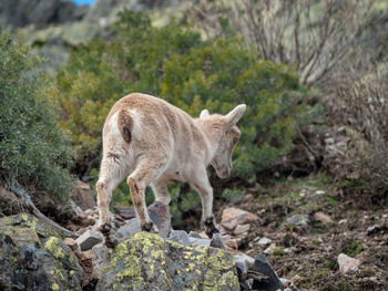 Sheep standing on rock