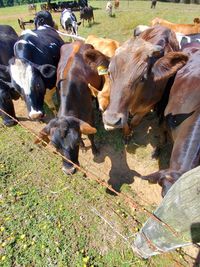 Cows in a field