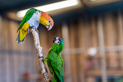 Close-up of parrot perching on leaf