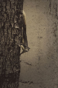 Close-up of a bird on tree trunk