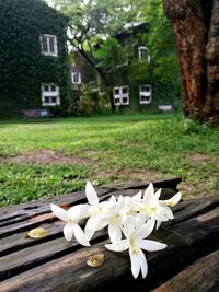 Close-up of white flowering plant against building