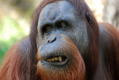 Close-up portrait of a gorilla against blurred background