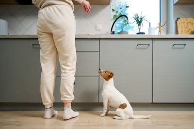 Small dog standing on hind legs in a kitchen begging for treats from owner