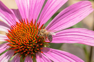 Close-up of bee pollinating on pink flower