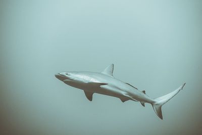 Fish swimming in sea