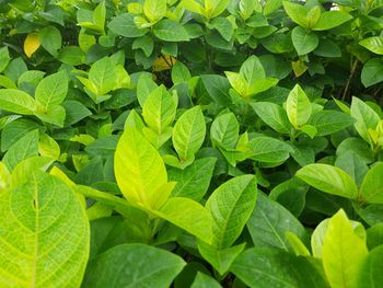 Green leaves of jasmine plant in garden.