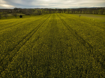 Scenic view of agricultural field