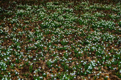 Full frame shot of plants growing in forest