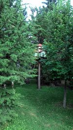 View of trees on grass