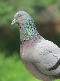 Close-up of bird