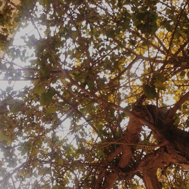 tree, low angle view, branch, growth, nature, tranquility, tree trunk, beauty in nature, full frame, backgrounds, forest, leaf, day, sky, outdoors, no people, scenics, sunlight, green color, autumn