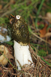 Close-up of mushroom growing on field