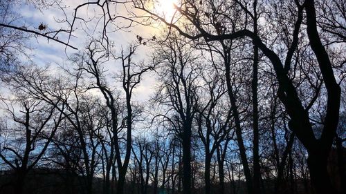 Low angle view of bare trees against sky