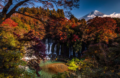 Trees growing in forest during autumn