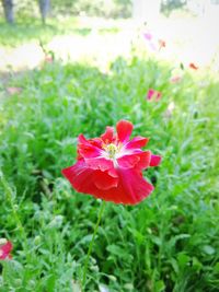 Close-up of red flower blooming outdoors