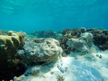 Close-up of turtle swimming in sea