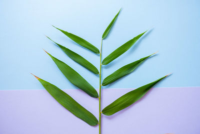 Close-up of leaf over white background