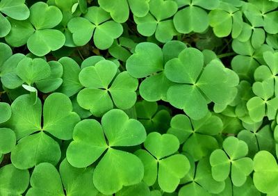 Full frame shot of green leaves