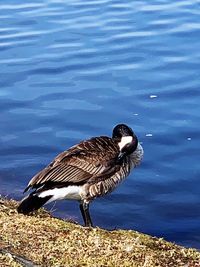 Side view of a bird on lakeshore