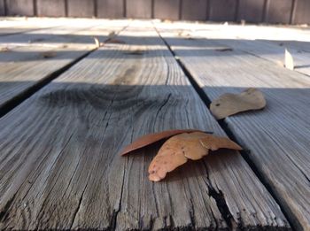 Close-up of wooden plank