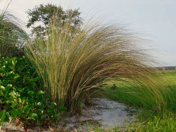 Plants growing on field