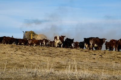 Feeding time for a small herd of cattle