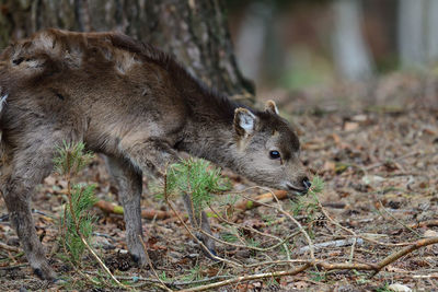 Portrait of a sika deer fawn in a forest 