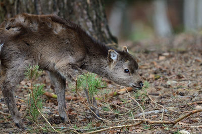 Portrait of a sika deer fawn in a forest 