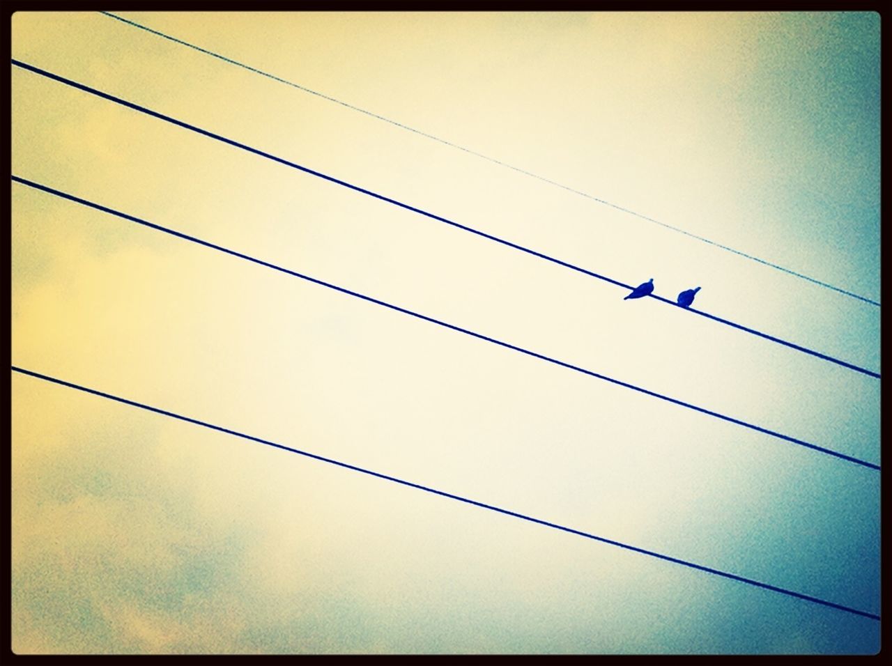 low angle view, animal themes, animals in the wild, wildlife, bird, flying, silhouette, power line, one animal, cable, transfer print, mid-air, auto post production filter, sky, full length, spread wings, two animals, connection, perching, power cable