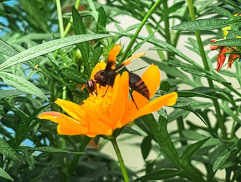 plant
