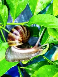 Close-up of snail on plant