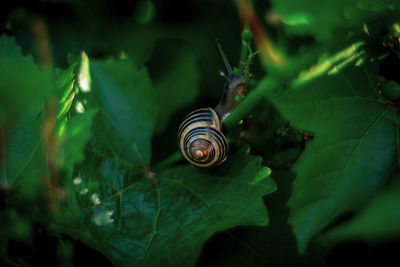 Close-up of snail on leaf