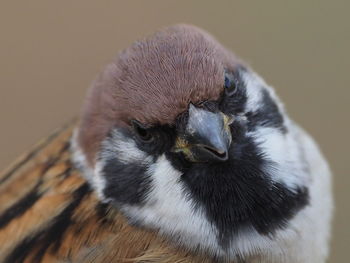 Close-up portrait of owl