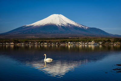 High angle view of swan in lake against snowcapped mountain