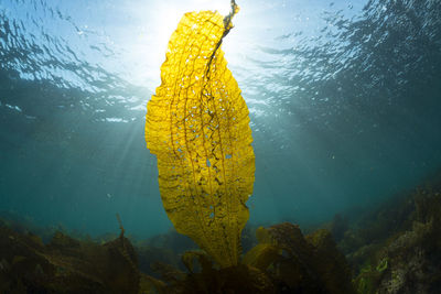 Close-up of yellow underwater