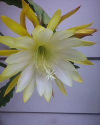 Close-up of white flowering plant