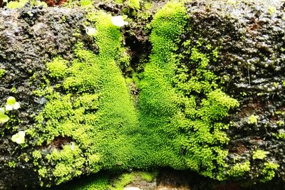 High angle view of moss growing on tree