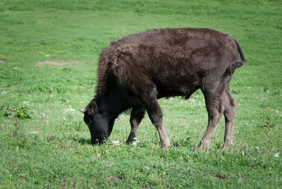 Horse grazing on field