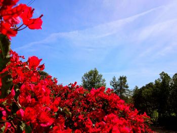 Low angle view of pink flowers