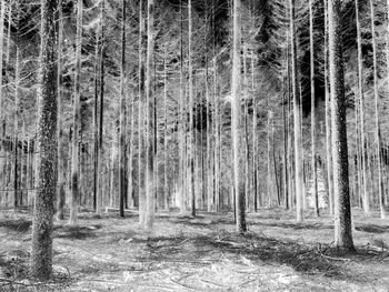 Trees in forest