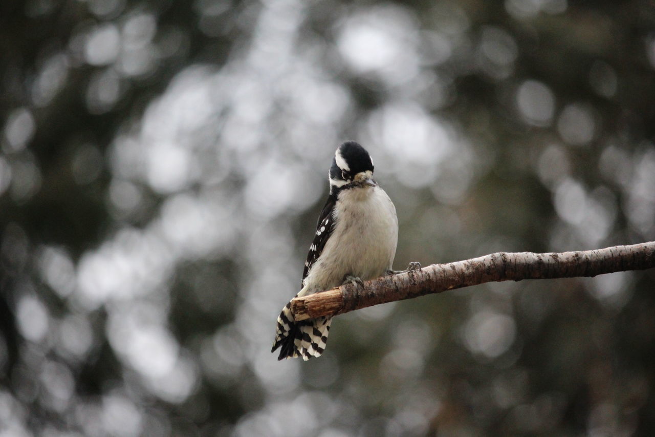 animals in the wild, perching, animal themes, animal wildlife, bird, one animal, nature, no people, outdoors, great tit, close-up, day, woodpecker, sparrow