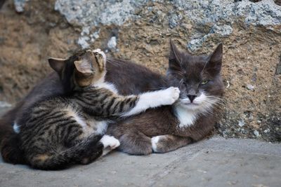 Cat with kitten relaxing on footpath