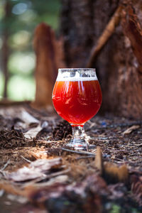 Close-up of wineglass in forest